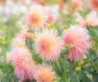 Oregon-Canby-Swam Island Dahlias-Dahlia flower garden in full color Art Print